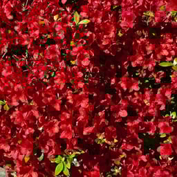 Clear Professional Female