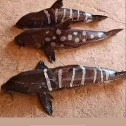 Voz Masculina Amigável