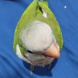 Voz Energética y Divertida