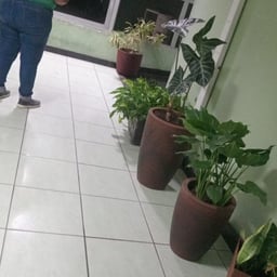 Voz Masculina Conversacional