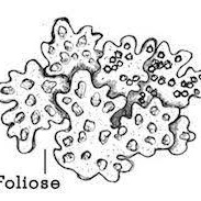 Calm Informative Narrator