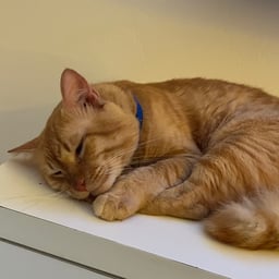 Voz Animada de Churrasco