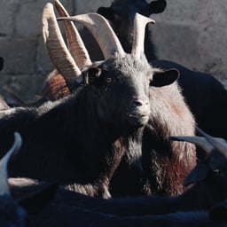 宣传片浑厚男声