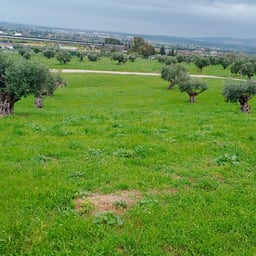 Voz Femenina Dramática
