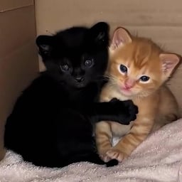 голос топовый