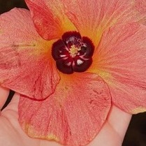 Confident Female Speaker