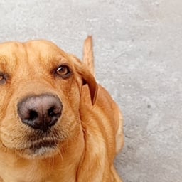 Voz Juguetona y Animada