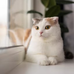 ଓଡ଼ିଆ ସ୍ପଷ୍ଟ ସ୍ୱର