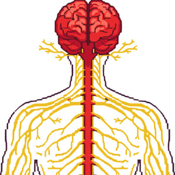 راوي صحي عربي