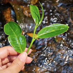 班章老树春茶 一品