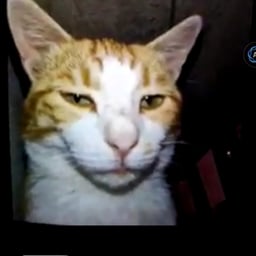 Engaging Storyteller