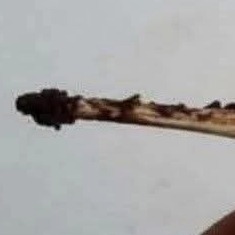 เสียงหญิงสาวสดใส