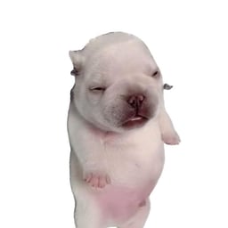 Dynamic Male Performer