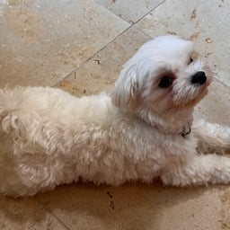 Global Adventure Voice