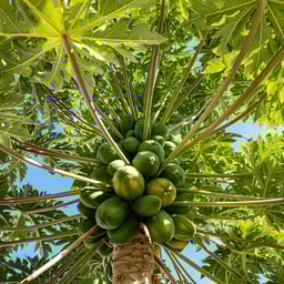 Professional Analyst Voice