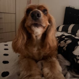 Voz Latina Energética