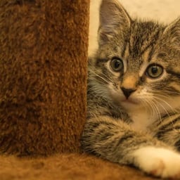 12.9北方爆款女声