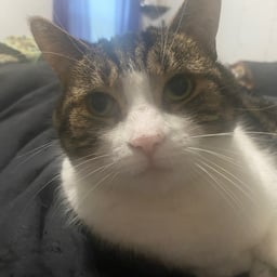 Hailey the Cat (Meowing in the Dark)