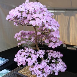 Gentle Conversationalist