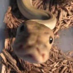 Animated Young Voice