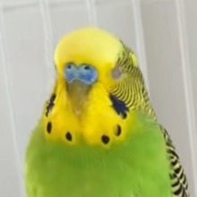 Clear Informative Narrator