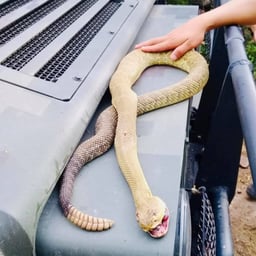 Anunciador Festival Latino
