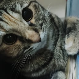 Dramatic Baritone Voice