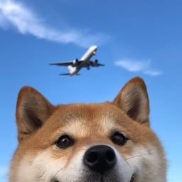 港台一号号配音