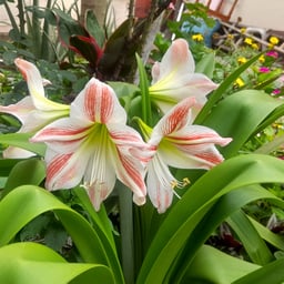 Locutor de Reflexiones