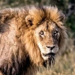 صوت حكيم ومعبر