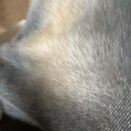 Energetic Male Announcer