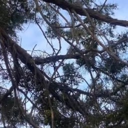 صوت أنثوي معبر