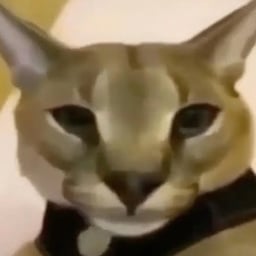 hecker (Beluga watches you sleep)