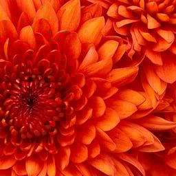 carlos eduardo ball 1