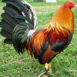 Gallo