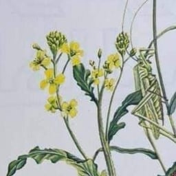 صوت هادئ وودود