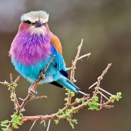 صوت عربي لطيف