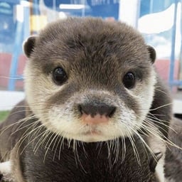 Voz Reflexiva Profunda