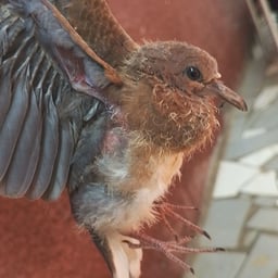 Voix Masculine Chaleureuse