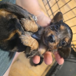 Dynamic Character Voice