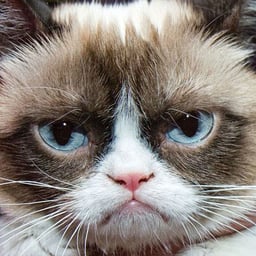 Grumpy Cat (Animeme)