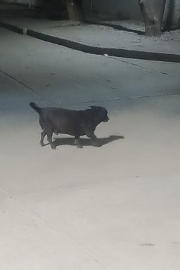 Voz Alegre y Expresiva