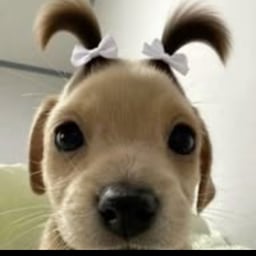 Esnaider pollito papas