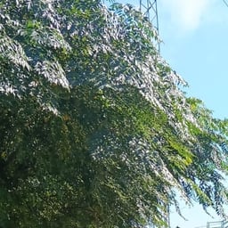 Voz Institucional Formal