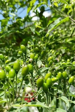 Voz Animada Portuguesa