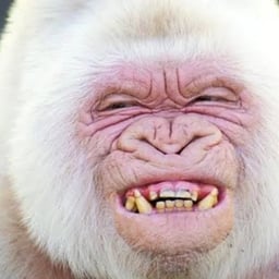 Jojo Grande Gorila Branco 