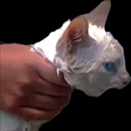 Mi gato chillando Oscar 