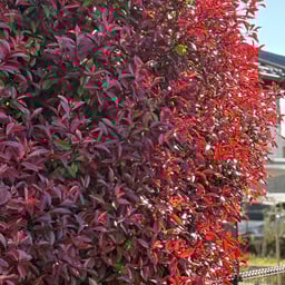 温厚男性ナレーター