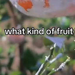 What kind of fruit is this