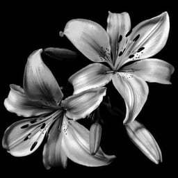 صوت قارئ القرآن